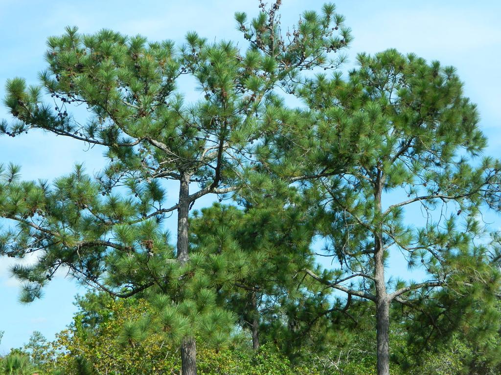 Becks Bed & Breakfast Crooked Tree エクステリア 写真